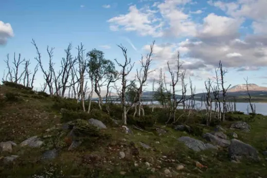 Døde, hvite bjørkestammer i fjellet